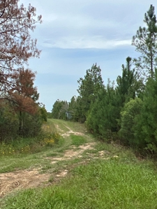 Recreational Timberland W/ Creek for Sale near Westport, LA - image 11