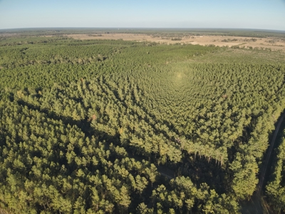 Diverse Planted Pine Timberland for Sale near Elizabeth, LA - image 2