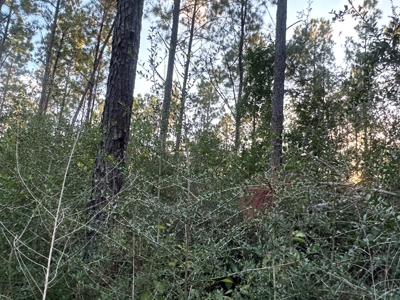 Diverse Planted Pine Timberland for Sale near Elizabeth, LA - image 23