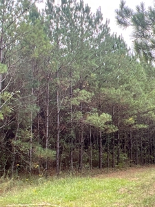 Diverse Planted Pine Timberland for Sale near Elizabeth, LA - image 18
