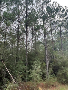 Diverse Planted Pine Timberland for Sale near Elizabeth, LA - image 13