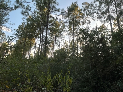 Diverse Planted Pine Timberland for Sale near Elizabeth, LA - image 25