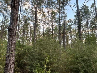 Diverse Planted Pine Timberland for Sale near Elizabeth, LA - image 1
