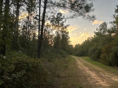 Diverse Planted Pine Timberland for Sale near Elizabeth, LA - image 26