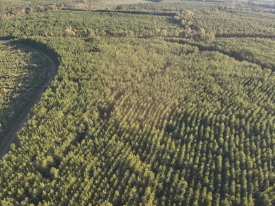Diverse Planted Pine Timberland for Sale near Elizabeth, LA - image 7