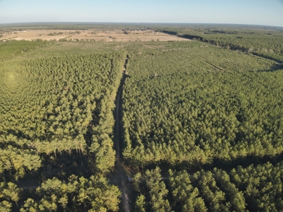 Diverse Planted Pine Timberland for Sale near Elizabeth, LA - image 3