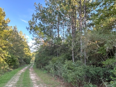Diverse Planted Pine Timberland for Sale near Elizabeth, LA - image 21