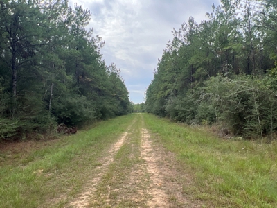Diverse Planted Pine Timberland for Sale near Elizabeth, LA - image 14