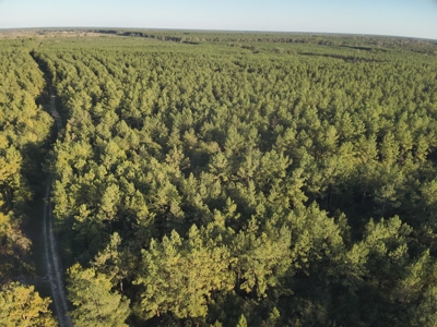 Diverse Planted Pine Timberland for Sale near Elizabeth, LA - image 12