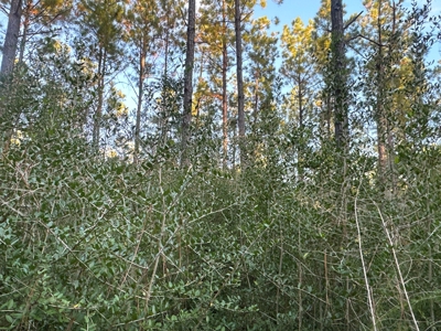 Diverse Planted Pine Timberland for Sale near Elizabeth, LA - image 24