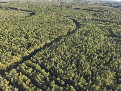 Diverse Planted Pine Timberland for Sale near Elizabeth, LA - image 4