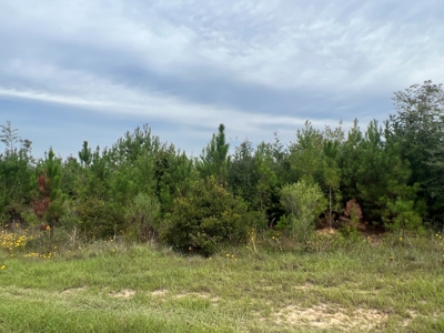Diverse Planted Pine Timberland for Sale near Elizabeth, LA - image 15