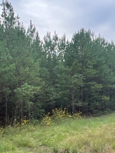 Diverse Planted Pine Timberland for Sale near Elizabeth, LA - image 17