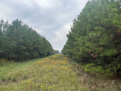 Diverse Planted Pine Timberland for Sale near Elizabeth, LA - image 16