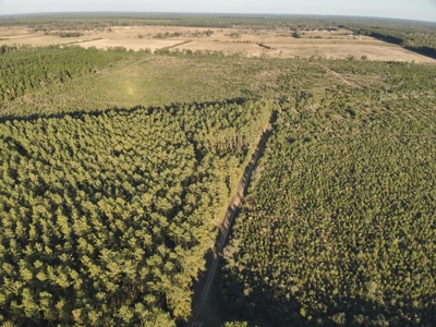 Diverse Planted Pine Timberland for Sale near Elizabeth, LA - image 5