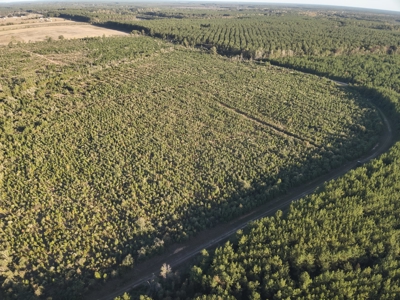 Diverse Planted Pine Timberland for Sale near Elizabeth, LA - image 6