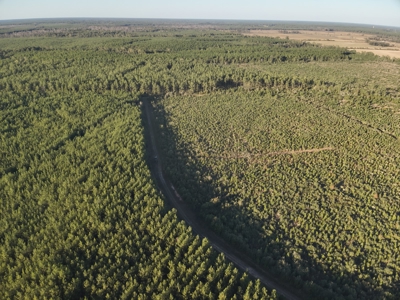 Diverse Planted Pine Timberland for Sale near Elizabeth, LA - image 9