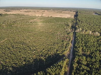 Diverse Planted Pine Timberland for Sale near Elizabeth, LA - image 8