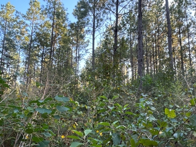 Diverse Planted Pine Timberland for Sale near Elizabeth, LA - image 22