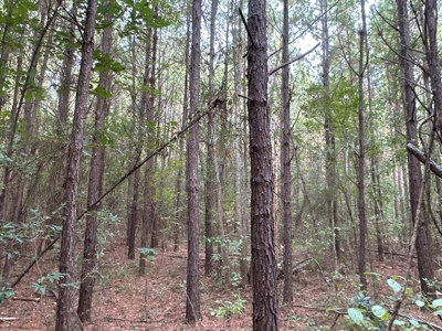 Large Diverse Timberland W/ Creek for Sale near Pitkin, LA - image 15