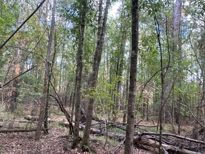 Large Diverse Timberland W/ Creek for Sale near Pitkin, LA - image 24