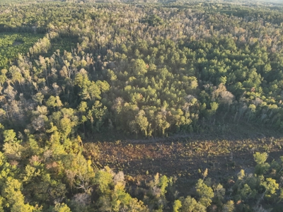 Large Diverse Timberland W/ Creek for Sale near Pitkin, LA - image 12
