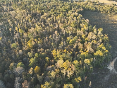 Large Diverse Timberland W/ Creek for Sale near Pitkin, LA - image 8