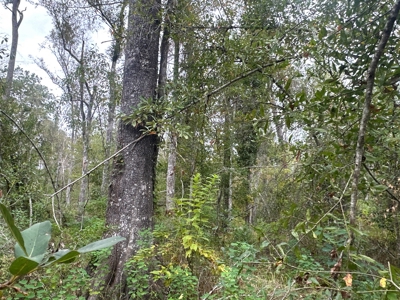 Large Diverse Timberland W/ Creek for Sale near Pitkin, LA - image 44
