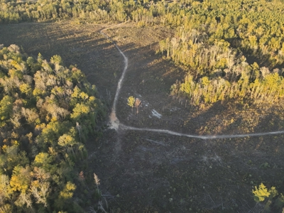 Large Diverse Timberland W/ Creek for Sale near Pitkin, LA - image 9