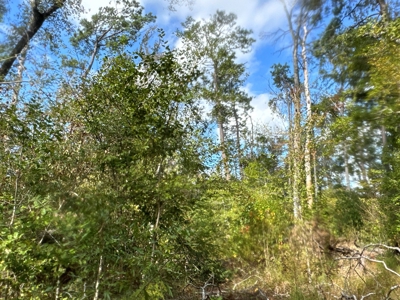 Large Diverse Timberland W/ Creek for Sale near Pitkin, LA - image 28