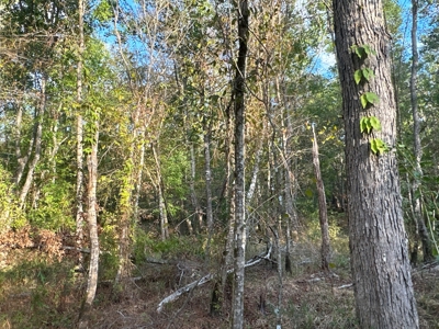 Large Diverse Timberland W/ Creek for Sale near Pitkin, LA - image 38