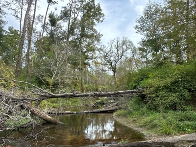Large Diverse Timberland W/ Creek for Sale near Pitkin, LA - image 18