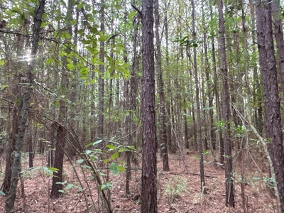 Large Diverse Timberland W/ Creek for Sale near Pitkin, LA - image 16