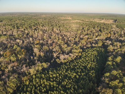 Large Diverse Timberland W/ Creek for Sale near Pitkin, LA - image 3