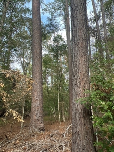 Large Diverse Timberland W/ Creek for Sale near Pitkin, LA - image 14