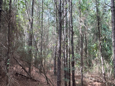 Large Diverse Timberland W/ Creek for Sale near Pitkin, LA - image 22