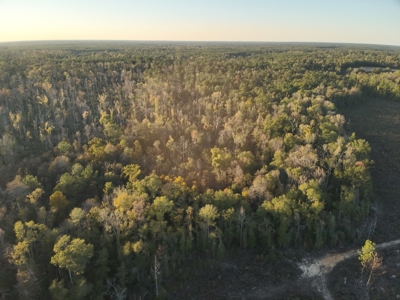 Large Diverse Timberland W/ Creek for Sale near Pitkin, LA - image 11
