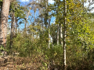 Large Diverse Timberland W/ Creek for Sale near Pitkin, LA - image 35