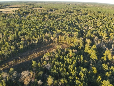 Large Diverse Timberland W/ Creek for Sale near Pitkin, LA - image 5