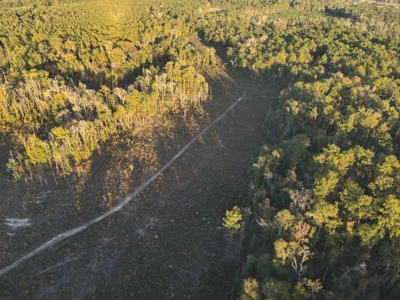 Large Diverse Timberland W/ Creek for Sale near Pitkin, LA - image 10