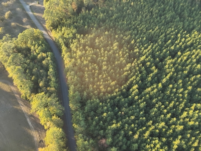 Large Diverse Timberland W/ Creek for Sale near Pitkin, LA - image 1