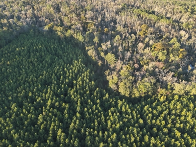Large Diverse Timberland W/ Creek for Sale near Pitkin, LA - image 2