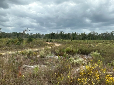 Large Diverse Timberland W/ Creek for Sale near Pitkin, LA - image 46