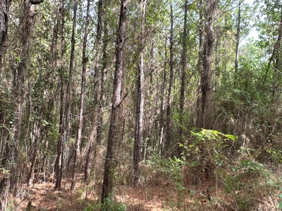 Large Diverse Timberland W/ Creek for Sale near Pitkin, LA - image 23