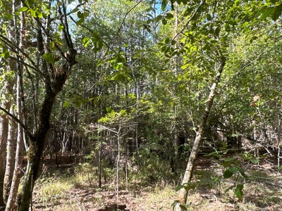 Large Diverse Timberland W/ Creek for Sale near Pitkin, LA - image 41