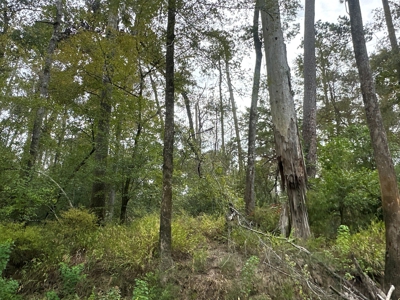 Large Diverse Timberland W/ Creek for Sale near Pitkin, LA - image 19