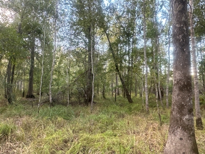 Large Diverse Timberland W/ Creek for Sale near Pitkin, LA - image 39