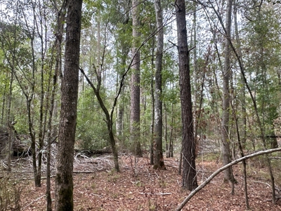 Large Diverse Timberland W/ Creek for Sale near Pitkin, LA - image 20