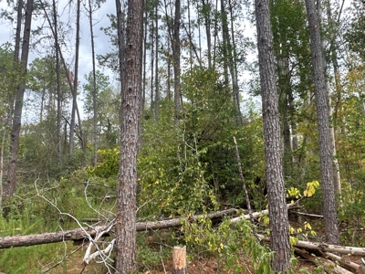 Large Diverse Timberland W/ Creek for Sale near Pitkin, LA - image 43