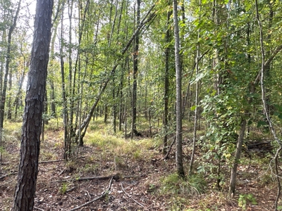 Large Diverse Timberland W/ Creek for Sale near Pitkin, LA - image 40